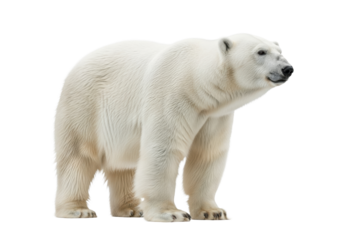 Magnificent adult polar bear with transparent fur and black nose standing still on transparent studio background with copy space, concept of arctic majesty