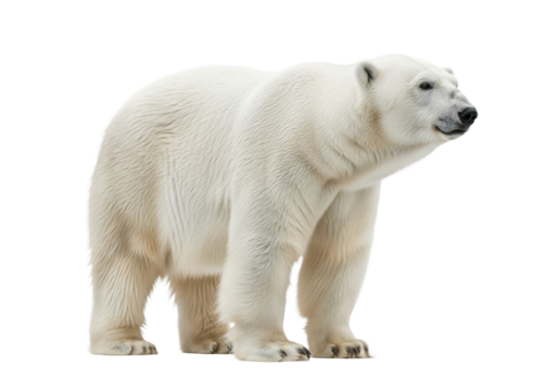 Magnificent adult polar bear with transparent fur and black nose standing still on transparent studio background with copy space, concept of arctic majesty