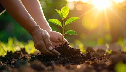 Fototapeta premium Hands Planting Green Seedling into Rich Soil with Warm Sunlight and Blurred Natural Background