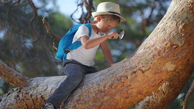 Explorer boy climbs tree in summer. Curious explorer touches tree bark in nature. Boy adventure begins as young explorer. Summer fun for explorer boy. Nature tree inspire boy researcher and student.
