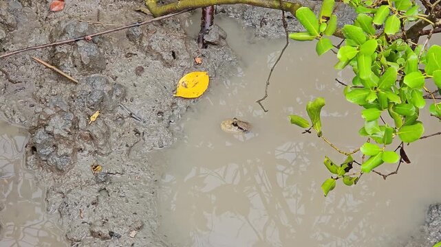 close up head of Mudskipper in puddle 