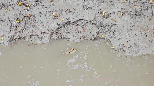 close up  Mudskipper in puddle at Mangrove forest 