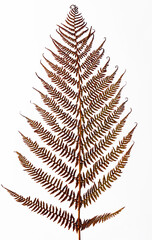 Herbstliches Farnblatt