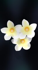 Fototapeta premium white frangipani flower