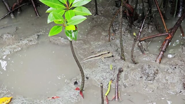 close up  Mudskipper resting on the mud at Mangrove forest 