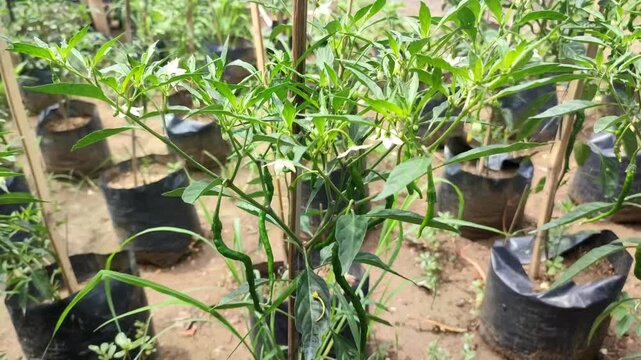 cilli plant