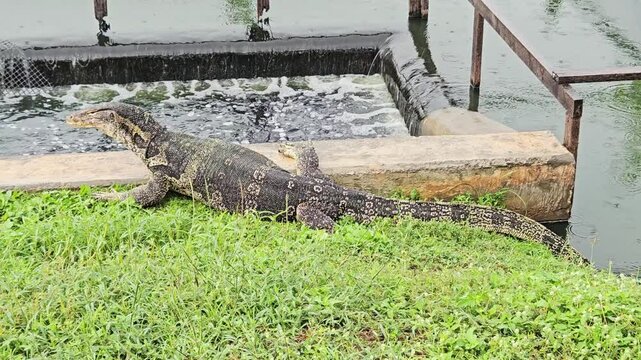 A majestic Asian water monitor lizard (Varanus salvator) reat on grass near pond