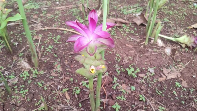 ginger flowers
