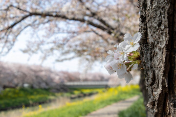 堤の桜	Cherry blossoms on the embankment