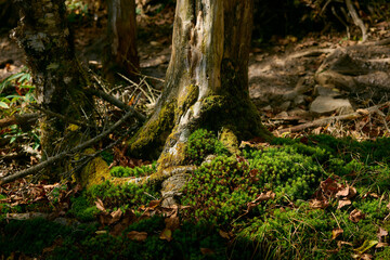 木漏れ日に照らされた木と苔