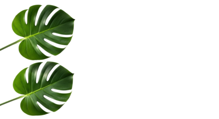 Two vibrant, dark green Monstera deliciosa leaves with natural perforations, perfectly composed in a clean, bright studio against a white background with soft shadows, concept of organic growth and