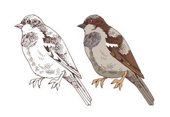 Sparrow bird hand drawn vector illustration