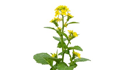 A flowering mustard plant isolated on white background