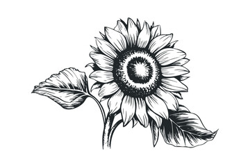 Fototapeta premium Detailed sketch of a blooming sunflower with leaves