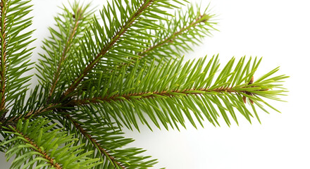 Obraz premium Green Pine Branch Christmas Decoration Element