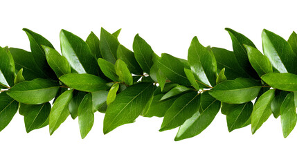 A horizontal line of vibrant green leaves with a dark black background creating a natural border or pattern