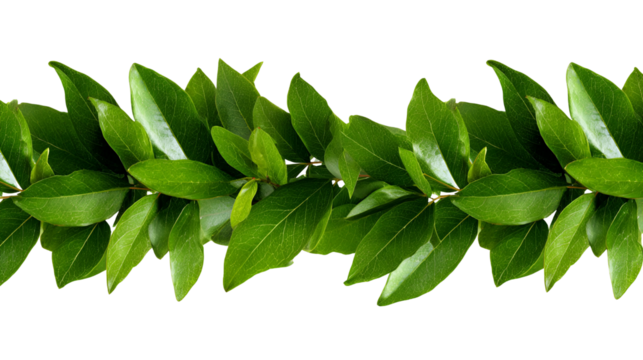 A horizontal line of vibrant green leaves with a dark black background creating a natural border or pattern