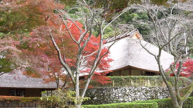 日本の秋の映像　紅葉と茅葺屋根の日本家屋