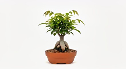 Jamaican Rain Tree Bonsai-Style Sapling in Terracotta Container