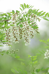 White Sophora Tree Flowers Blooming in Spring Garden with Green Leaves and Soft Natural Background