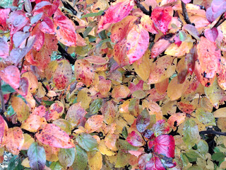 Vibrant autumn leaves with red, yellow, and green colors.