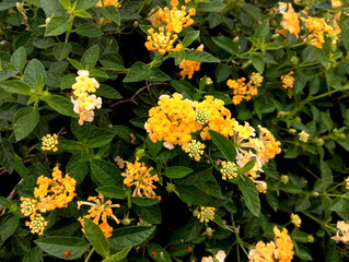 Lush Garden Shrub of Yellow Lantana Flowers and Green Leaves