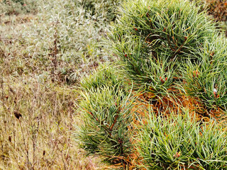 Dwarf pine shrub and dry grass.