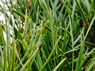 Close up of bright green pine needles.