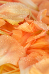 水に濡れたカーネーションのオレンジ色の花びらのマクロ撮影01