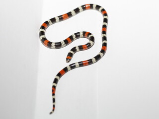 Naklejka premium coral snake micrurus lemniscatus