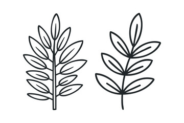 Botanical outline drawings of two distinct leaf branches