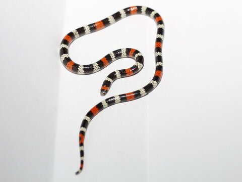coral snake micrurus lemniscatus