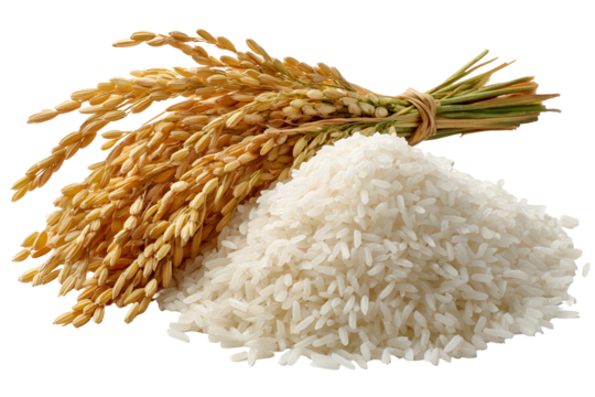 Golden rice stalks bundled next to a pile of white uncooked rice grains on a dark background
