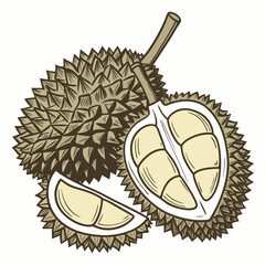 Illustration of a whole durian fruit cut in half revealing creamy yellow flesh and a slice