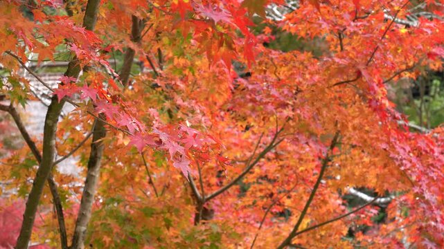 日本の秋の映像　見ごろを迎えた紅葉　ミディアムショット
