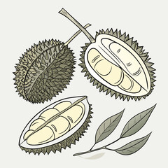 Illustration of a whole durian fruit and two halves revealing creamy yellow flesh and seeds with green leaves on a light background