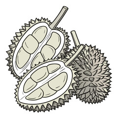 Illustration of a whole durian fruit and a durian cut in half revealing its creamy flesh and seeds