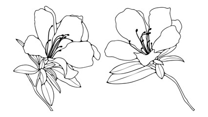Hand drawn azalea flowers with leaves outline or sketch isolated on white background