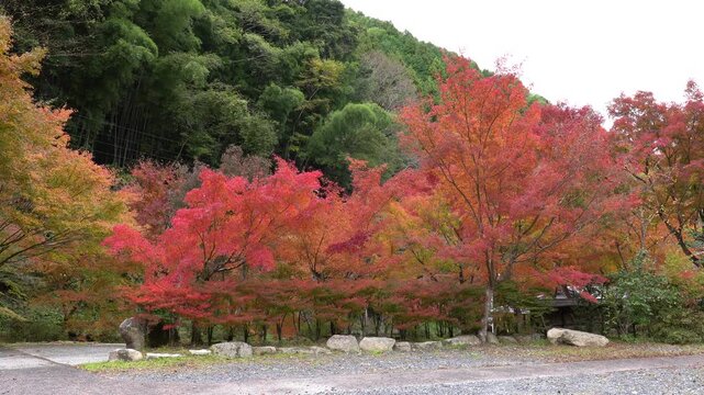 日本の秋の映像　見ごろを迎えた紅葉　ロングショット