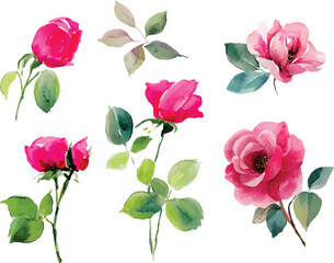 Fototapeta premium set of pink roses isolated on white