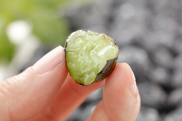 Raw Green Peridot Crystal Gemstone Held in Hand - Natural Mineral Specimen