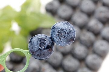 Fresh Blueberries with Water Droplets on Fork - Healthy Organic Fruit Close-up