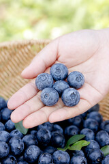 Fresh Organic Blueberries in Hands - Healthy Berry Fruit Harvest