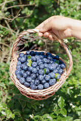 Fresh Blueberries in Wicker Basket Hand Held Outdoors Natural Garden Setting