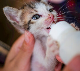 Feeding newborn kitten with bottle of milk