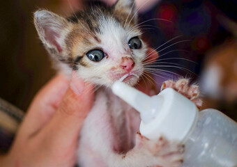 Feeding newborn kitten with bottle of milk