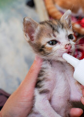 Feeding newborn kitten with bottle of milk