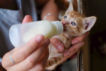 Feeding newborn kitten with bottle of milk