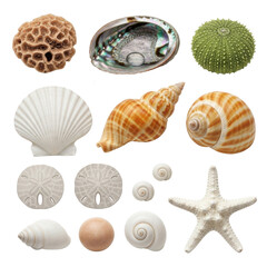 Meticulously arranged marine collection: coral, iridescent abalone with droplet, sea urchin, shells, starfish, on clean transparent, overhead flat lay. Concept of marine beauty, science