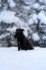 Black dog sitting in the snow with his stuffed animal